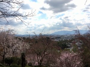 大美和の杜展望台　桜