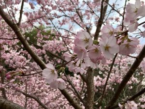 奈良　桜